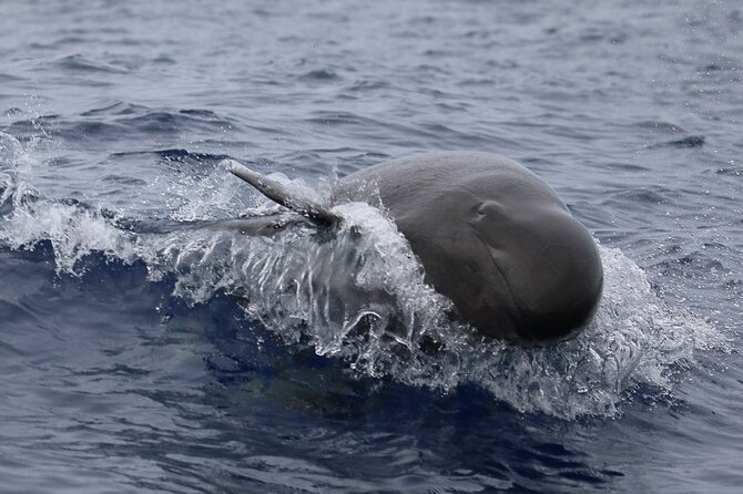 Big Island: Pelagic Whale Watch Tour - FAQ