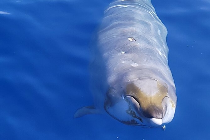 Big Island: Pelagic Whale Watch Tour - The boat and the ride: what comfort really means on whale-watch time