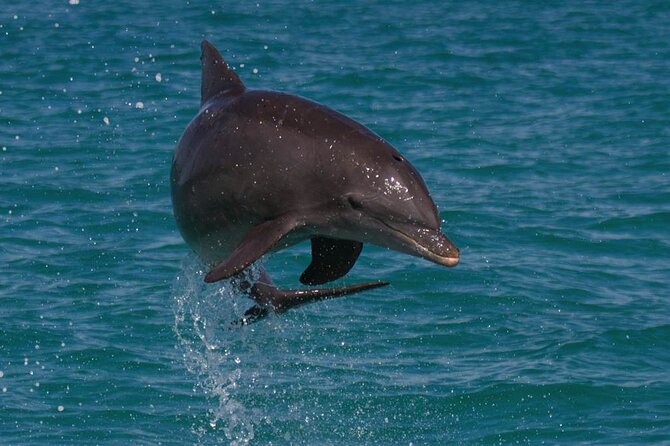 Biologist Owned & Operated: Dolphin Watching & Guided Snorkeling - Key things I’d highlight before you go