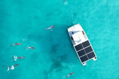 Biologist Owned & Operated: Dolphin Watching & Guided Snorkeling - The dolphin search: how you get time with 200+ wild bottlenose dolphins