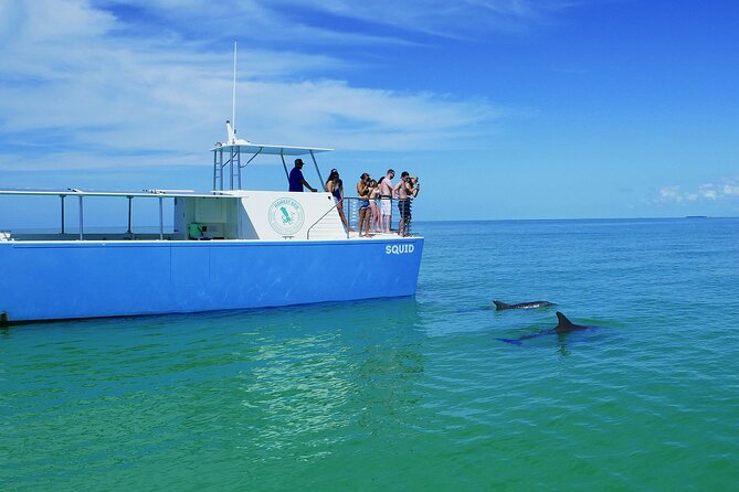 Biologist Owned & Operated: Dolphin Watching & Guided Snorkeling - Value check: is $143.05 worth it?