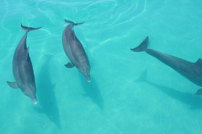 Biologist Owned & Operated: Dolphin Watching & Guided Snorkeling - Who should book this tour (and who might want a different one)