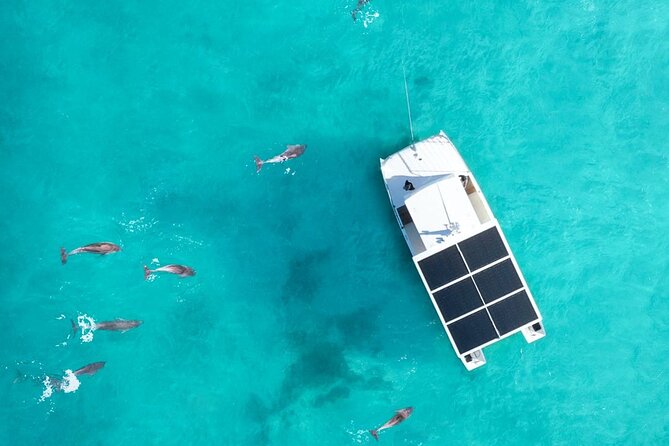 Biologist Owned & Operated: Dolphin Watching & Guided Snorkeling - The dolphin search: how you get time with 200+ wild bottlenose dolphins