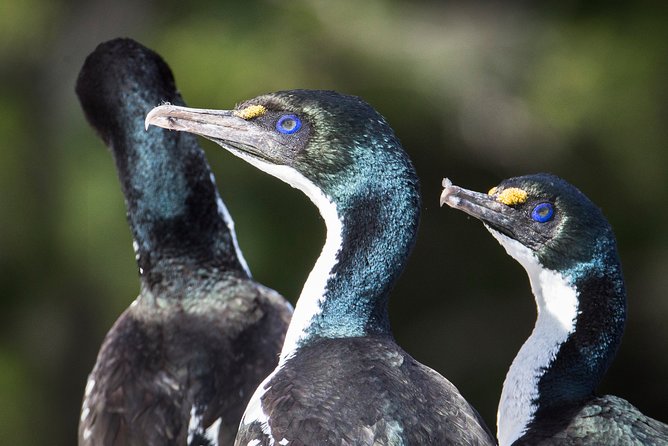 Bird Watching and Dolphin Eco-Tour to Blumine Island - Predator-free Blumine Island: kakariki, king shags, and DOC reserve time