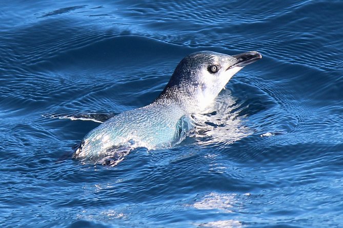 Bird Watching and Dolphin Eco-Tour to Blumine Island - Timing, fitness, and what to bring for a 3–4 hour wildlife outing