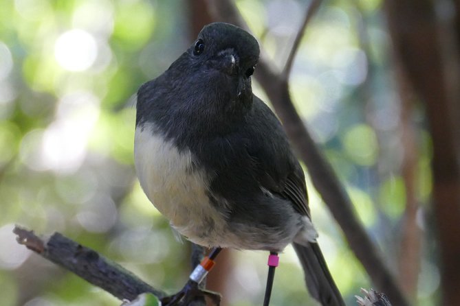 Bird Watching and Dolphin Eco-Tour to Blumine Island - Price and value: what you’re really paying for at €112.18