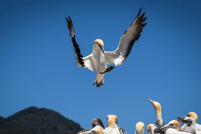 Bird Watching and Dolphin Eco-Tour to Blumine Island - Should you book this bird watching and dolphin eco-tour?