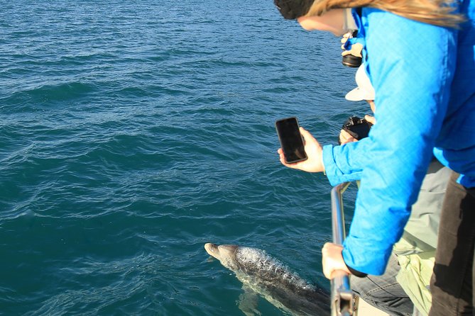 Bird Watching and Dolphin Eco-Tour to Blumine Island - Starting in Picton at E-Ko Tours: briefing, views, and warm-up drinks