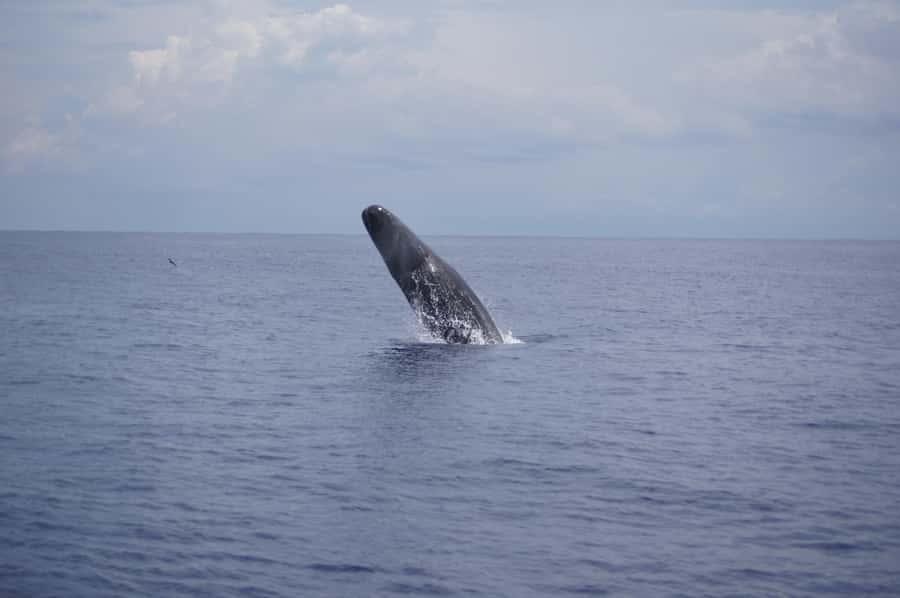 Black River: Dolphin Swim and Whale Watching by Speedboat - Key Highlights to Know Before You Go