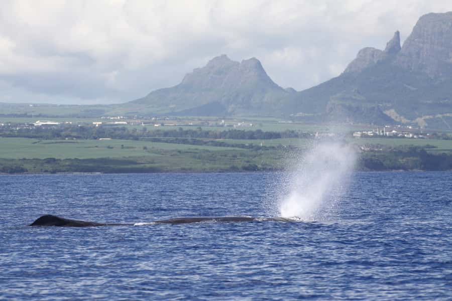 Black River: Dolphin Swim and Whale Watching by Speedboat - Black River’s Marine Life Mix: Dolphins, Whales, and Reef Time