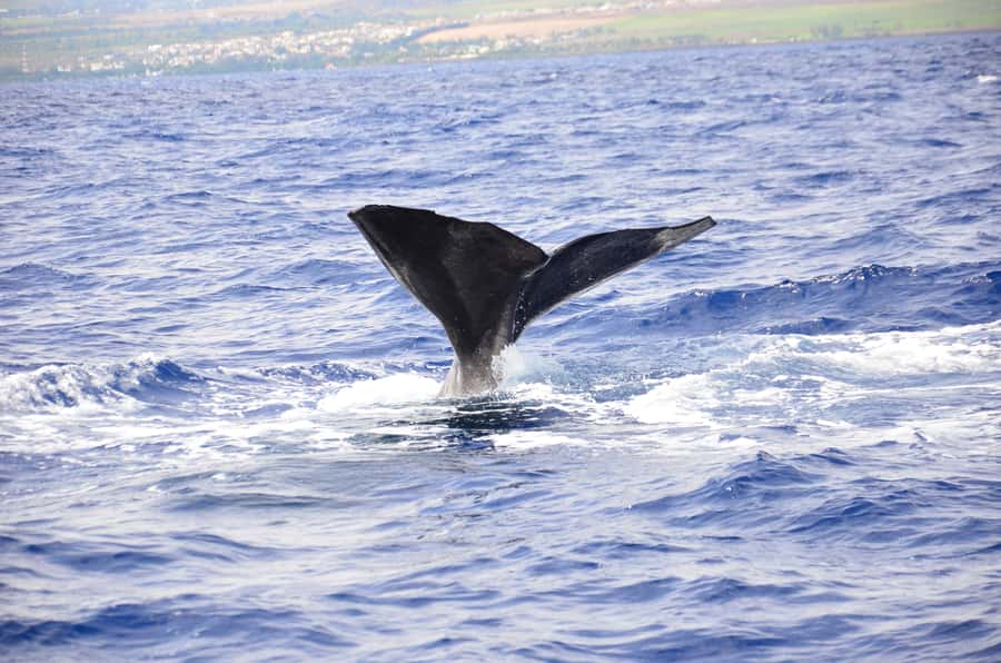 Black River: Dolphin Swim and Whale Watching by Speedboat - Dolphin Swimming: The Briefing You’ll Be Glad You Actually Follow