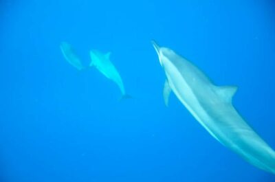 Black River: Dolphin Swim and Whale Watching by Speedboat - Boarding and the 14-Person Speedboat Ride (Yes, It Can Be Bumpy)