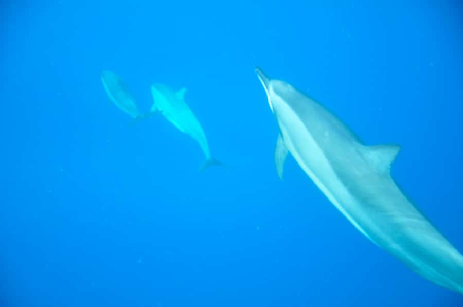 Black River: Dolphin Swim and Whale Watching by Speedboat - Boarding and the 14-Person Speedboat Ride (Yes, It Can Be Bumpy)