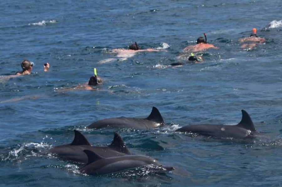 Black River: Swim with Dolphin Speed Boat Tour with lunch - Key takeaways before you go