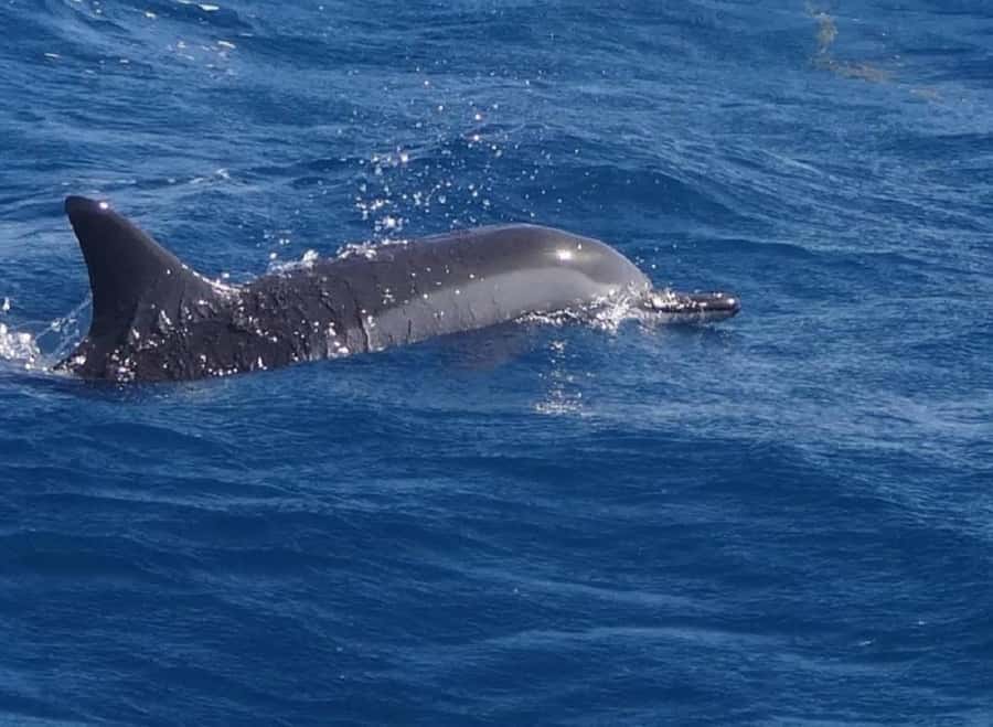 Black River: Swim with Dolphin Speed Boat Tour with lunch - Getting to Flic en Flac: the speedboat ride that sets your pace