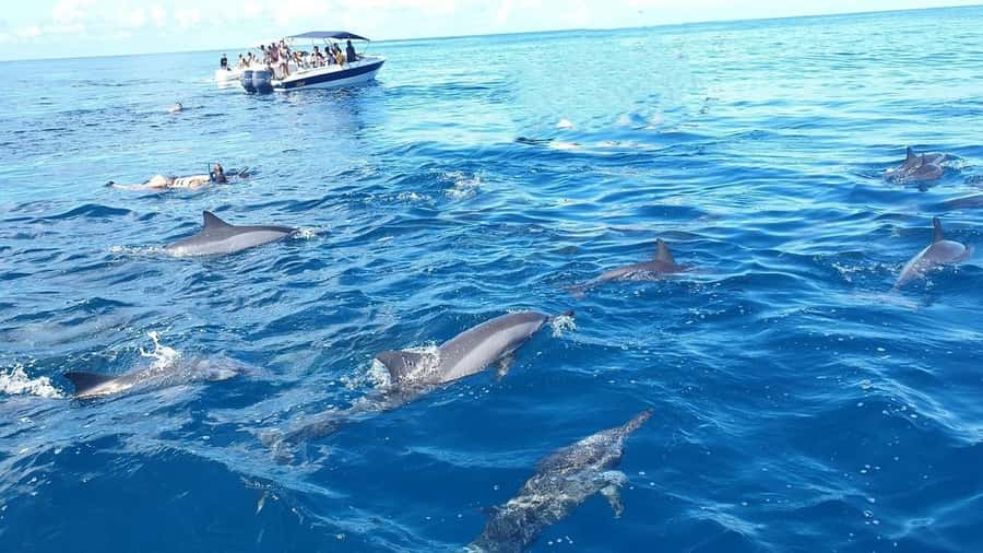 Black River: Swim with Dolphin Speed Boat Tour with lunch - Crystal Rock snorkeling near Le Morne: reef time with real shape