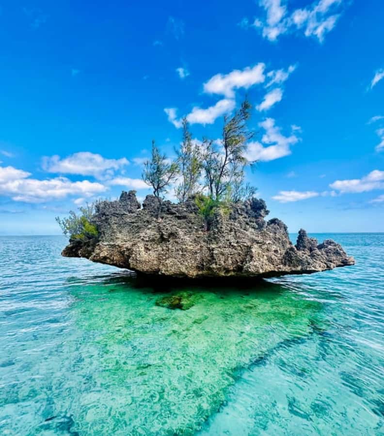 Black River: Swim with Dolphin Speed Boat Tour with lunch - Timing, comfort, and what to bring for a smooth day on the water