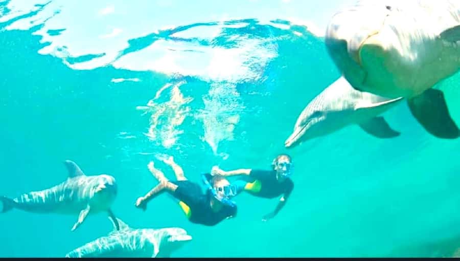 Black River: Swim with Dolphin Speed Boat Tour with lunch - Price and value: is $74 worth it?