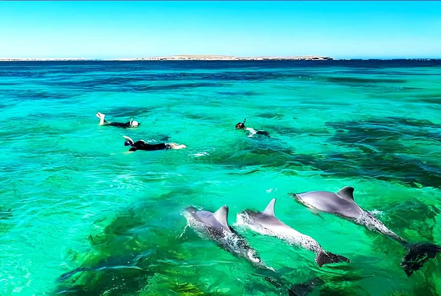 Black River: Swim with Dolphin Speed Boat Tour with lunch - Should you book this Black River dolphin speedboat tour with lunch?