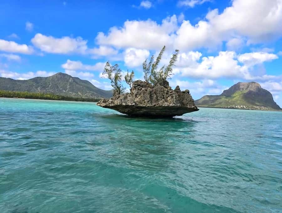 Black River: Swim with Dolphin Speed Boat Tour with lunch - Dolphins in Mauritius: what the swim really feels like