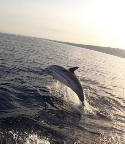 boat tour exploring and searching for dolphins in Acitrezza - Stop 1: Lachea Island and the Cyclops archipelago edge