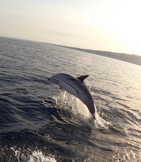 boat tour exploring and searching for dolphins in Acitrezza - Stop 1: Lachea Island and the Cyclops archipelago edge