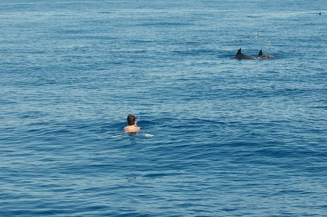 Boat tour with dolphin sighting - Parco Marino del Plemmirio: dolphin chance in a protected waters zone