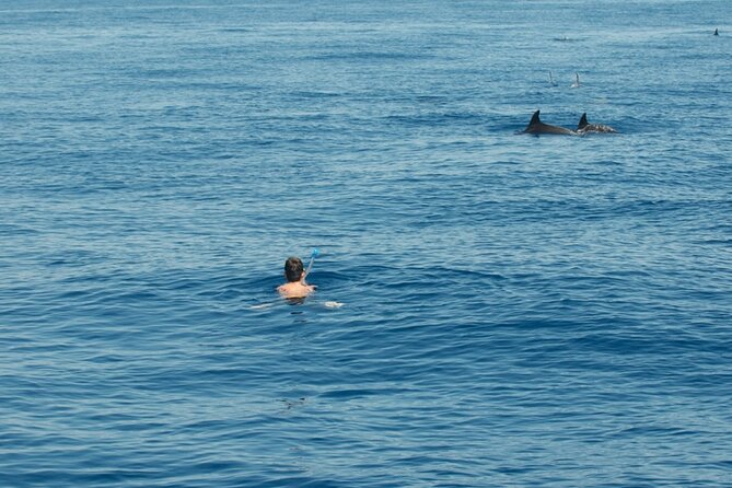 Boat tour with dolphin sighting - Syracuse caves and the Blue Grotto: why the timing feels magical