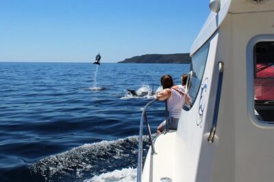 Boat Trip for Dolphin Watching along the Arrabida Coast and Sesimbra - The dolphin search: how you go from watching to being close