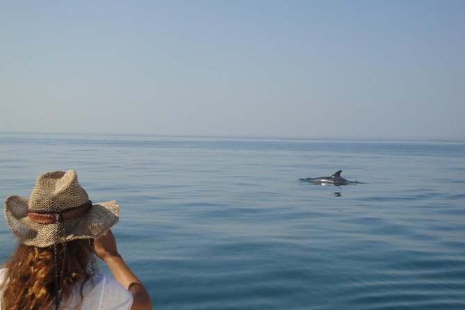 Boat Trip for Dolphin Watching along the Arrabida Coast and Sesimbra - Price and value: is $62.61 a fair deal?