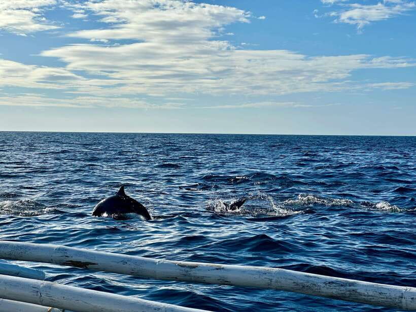 Bohol Balicasag Is Private Tour and Dolphin Watching - Balicasag Island snorkeling: the reef time you actually want