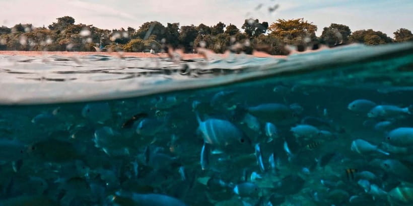 Bohol Dolphin Watching, Balicasag, and Virgin Island Tour - Why Bohol’s Dolphin Watching + Balicasag Combo Works