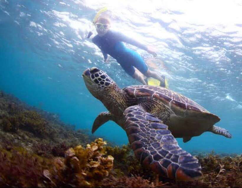 Bohol: Dolphin Watching & Sea Turtle Swim Island Tour - Key Points Worth Noticing