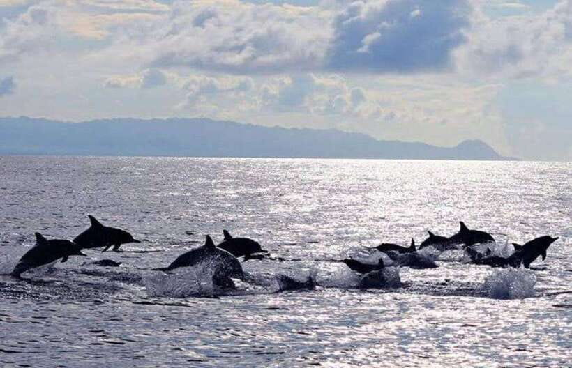 Bohol: Dolphin Watching & Sea Turtle Swim Island Tour - Dawn Dolphin Watching Off Panglao: Why Start So Early?
