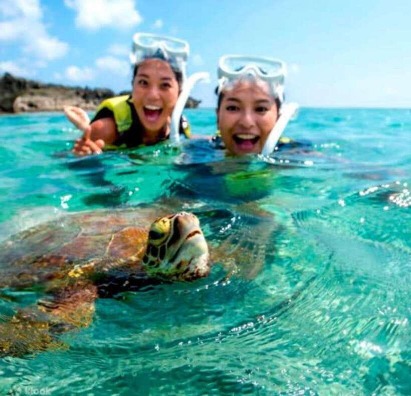 Bohol: Dolphin Watching & Sea Turtle Swim Island Tour - The Dolphin Search: Watching in the Wild (With Safety in Mind)