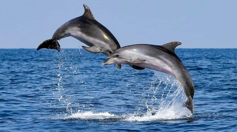 Bohol: Dolphin Watching & Sea Turtle Swim Island Tour - Coral Reef Snorkeling: Colorful Fish in Calm, Shallow Water