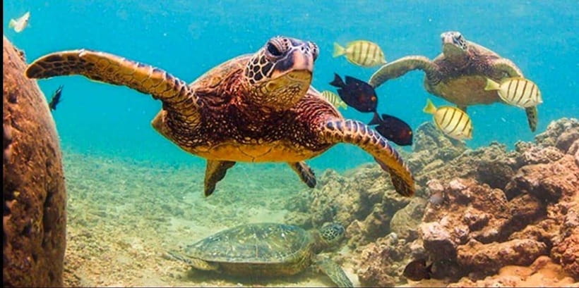 Bohol: Dolphin Watching & Sea Turtle Swim Island Tour - Timing, Boat Noise, and Getting Back to Panglao