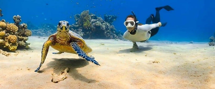 Bohol: Dolphin Watching & Sea Turtle Swim Island Tour - Should You Book It?