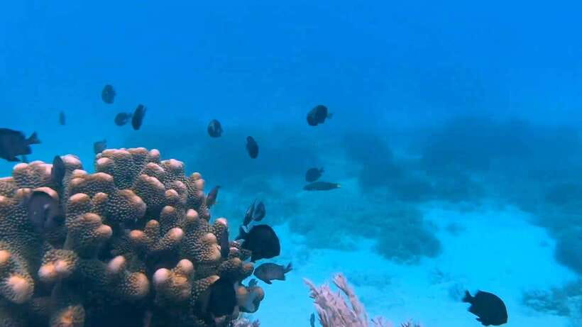 Bohol: Dolphin Watching & Snorkeling at Balicasag Island - Key things to know before you go