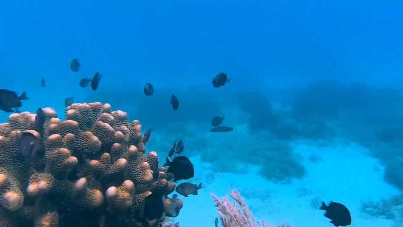 Bohol: Dolphin Watching & Snorkeling at Balicasag Island - Safety and comfort: seasickness and rough-water realities