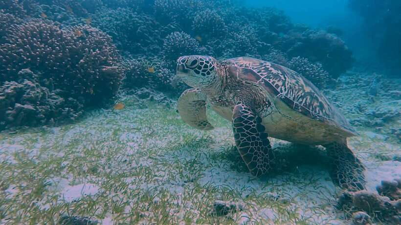 Bohol: Dolphin Watching & Snorkeling at Balicasag Island - Balicasag snorkeling: turtles, coral reef guides, and short waiting times