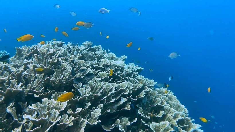 Bohol: Dolphin Watching & Snorkeling at Balicasag Island - Extra reef stops and wind season: Doljo, Napaling, and Gak-ang