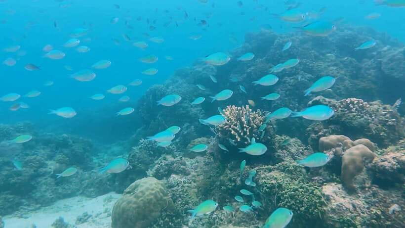 Bohol: Dolphin Watching & Snorkeling at Balicasag Island - Lunch on this tour: included for private, optional after Balicasag