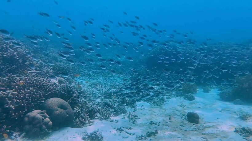Bohol: Dolphin Watching & Snorkeling at Balicasag Island - What to bring (and what can ruin your day)