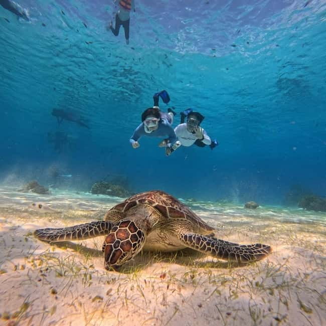 BOHOL: Dolphin Watching, Turtle Swim and Party Boat - Sunrise dolphin watching off Panglao: a 5-hour day starts early
