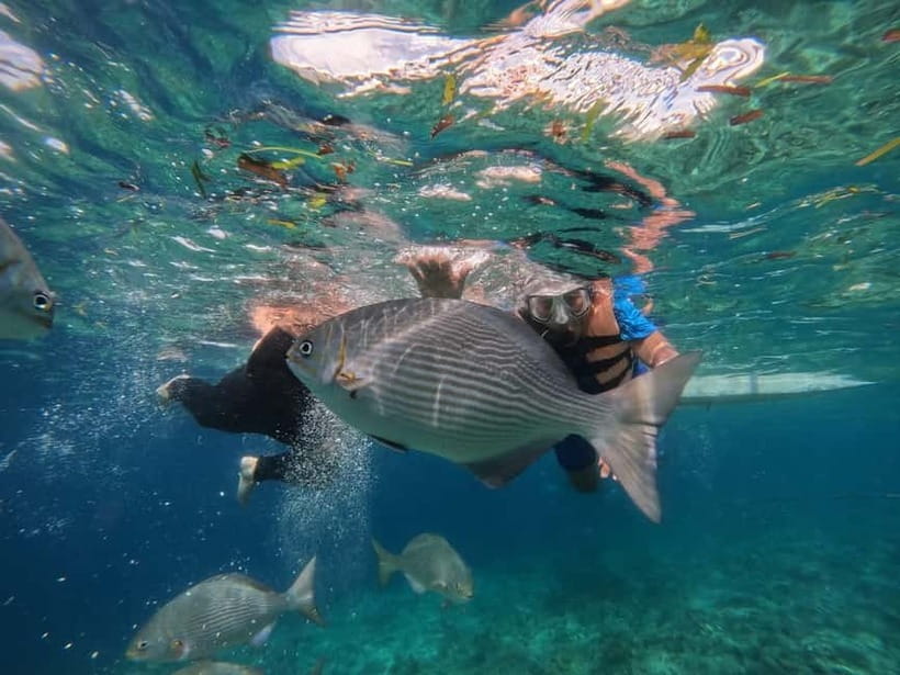 BOHOL: Dolphin Watching, Turtle Swim and Party Boat - The underwater photo/video bit: why it’s worth including