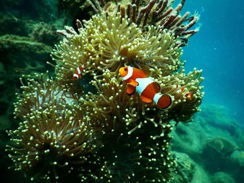 BOHOL: Dolphin Watching, Turtle Swim and Party Boat - Lunch on the island and unlimited drinks: simple, fun, and social