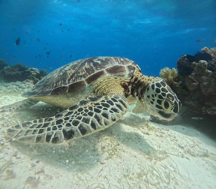 BOHOL: Dolphin Watching, Turtle Swim and Party Boat - Meeting point in Panglao: where to find your crew on the beach