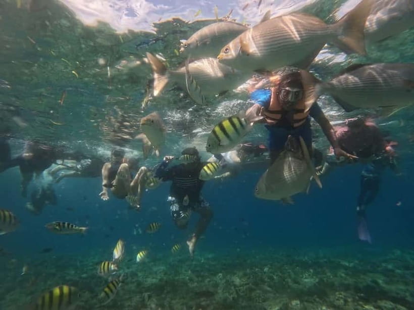 BOHOL: Dolphin Watching, Turtle Swim and Party Boat - What to bring so the day feels easy
