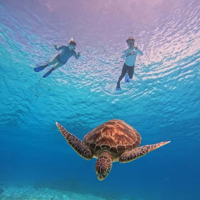 BOHOL: Dolphin Watching, Turtle Swim and Party Boat - Pamilacan Island dolphin time: how to get the most out of that 30 minutes